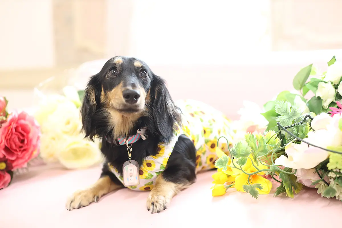 アルバム+データプラン　チェリッシュ　【ペット】